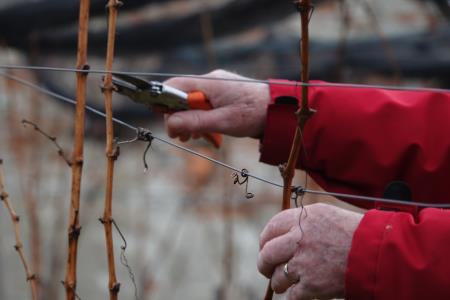 januar 2025 vicekova rez (160)